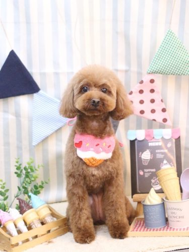 20250501きなこちゃん